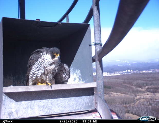 Samec i samice v budce