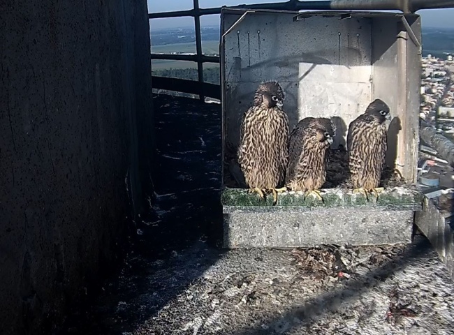 mláďata sokolů  mláďata sokolů