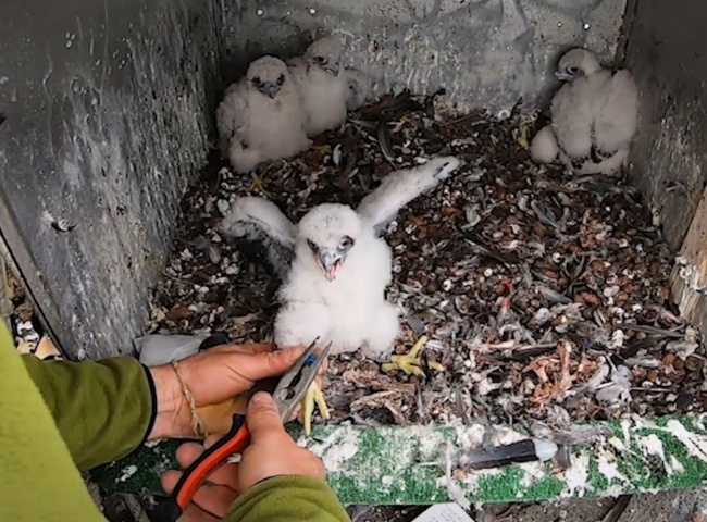 kroužkování sokolích mláďat kroužkování sokolích mláďat