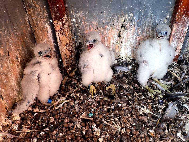 mláďata sokola mláďata sokola