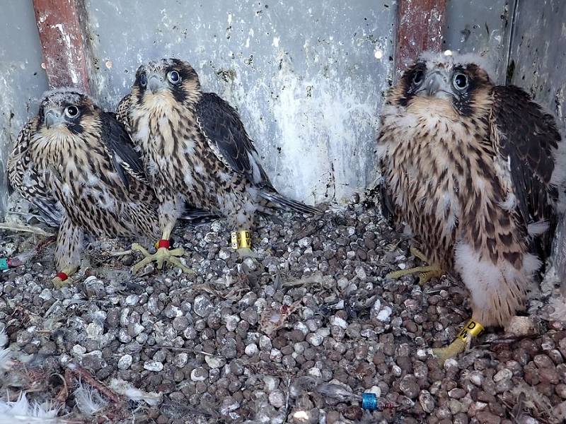 mláďata sokola mláďata sokola